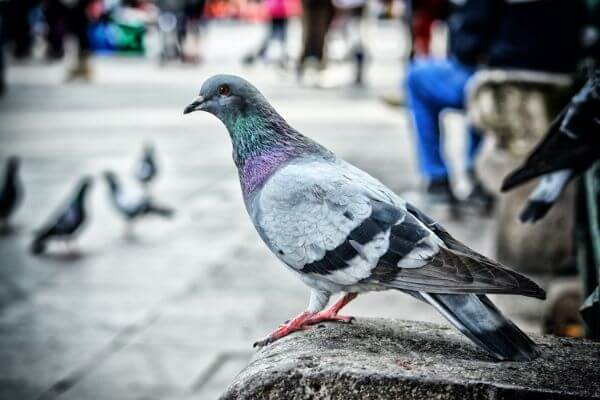 PEST CONTROL WARE, Hertfordshire. Services: Pigeon Pest Control. Our team provides safe pigeon pest control services to eliminate infestations and prevent future bird problems.